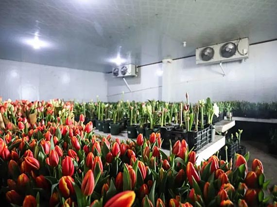 Cold Room Sliding Door