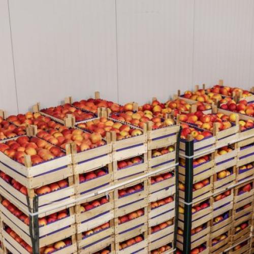 Walk-in Cold Room for Fruits Storage