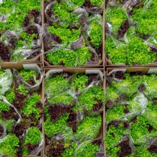 Cámara fría para lechuga