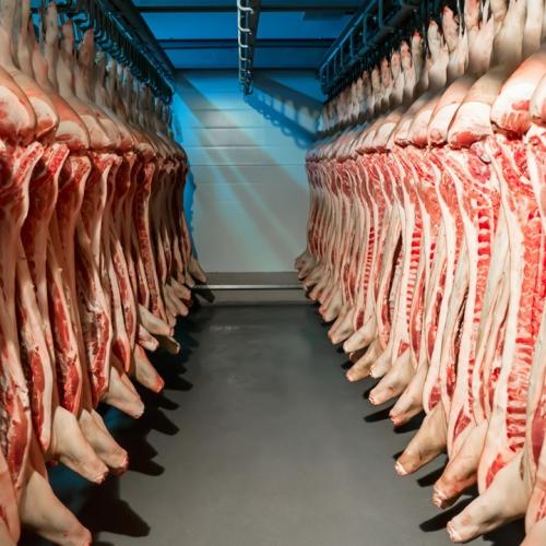 Cámara frigorífica para cerdo