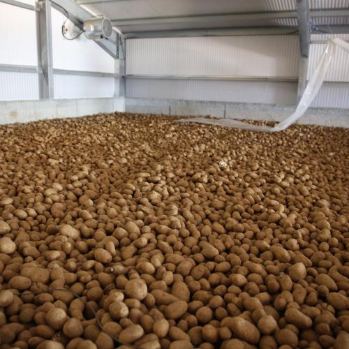 Cámara frigorífica para patatas