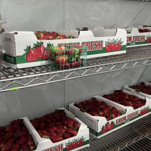 Cámara frigorífica para fresas