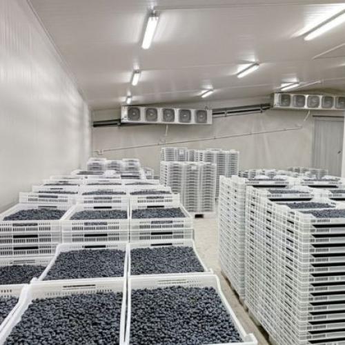 Blueberries Cold Room