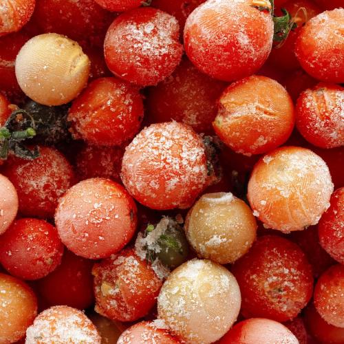 Cherry Tomato Cold Storage