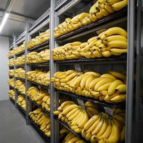 Banana Cold Storage
