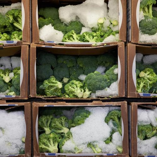 Broccoli Cold Storage