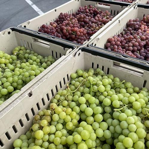 Grapes Cold Storage