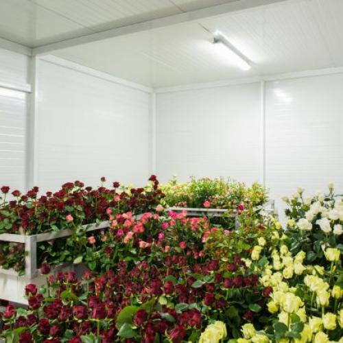 Walk-in Cold Room for FlowerStorage