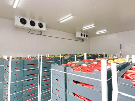 Fruits And Vegetables Cold Room