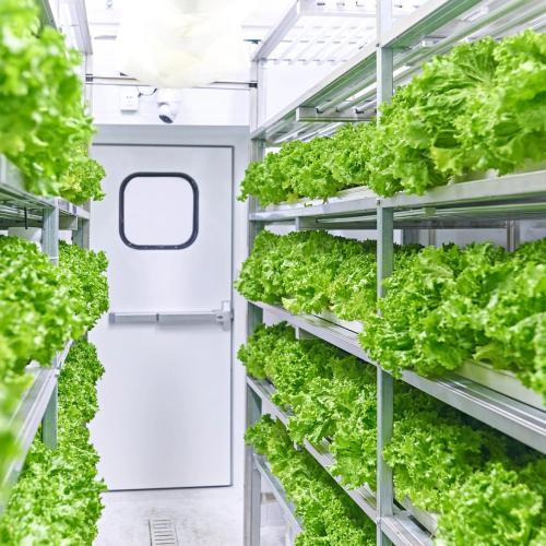 Lettuce cold storage