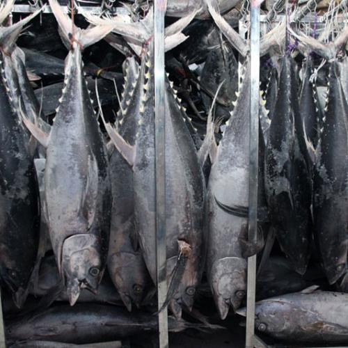 Tuna Cold Storage